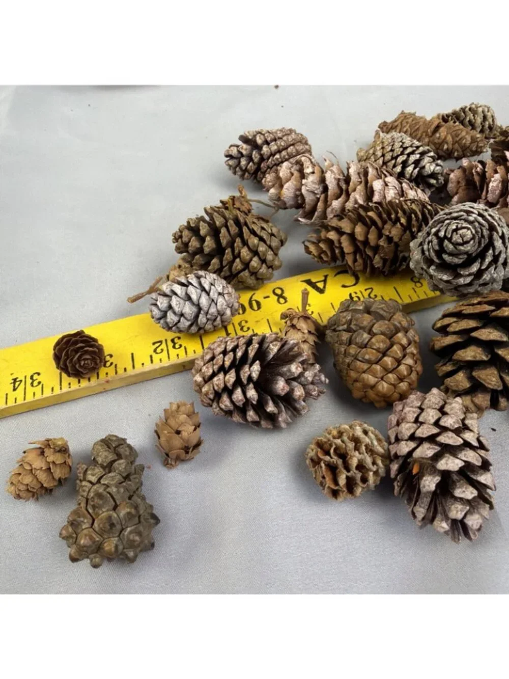 Huge Mix Lot Pinecone Sweet Gum Pods Home Decor Crafts Floral Design